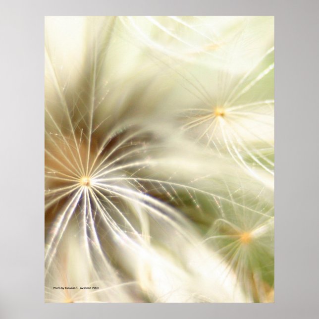 Dandilion Poster (Front)