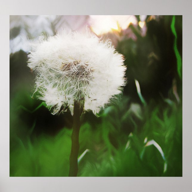 dandyDreams Poster (Front)