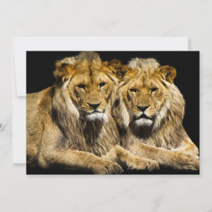 Dangerous Predator Lions