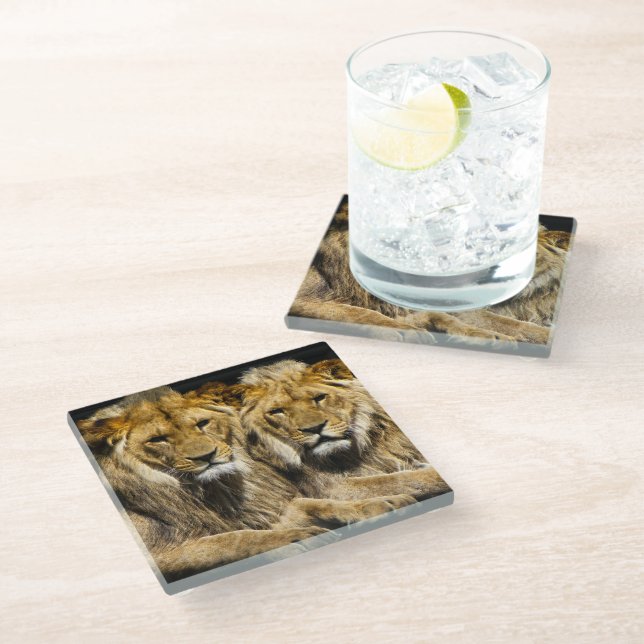 Dangerous Predator Lions Glass Coaster (Angled)