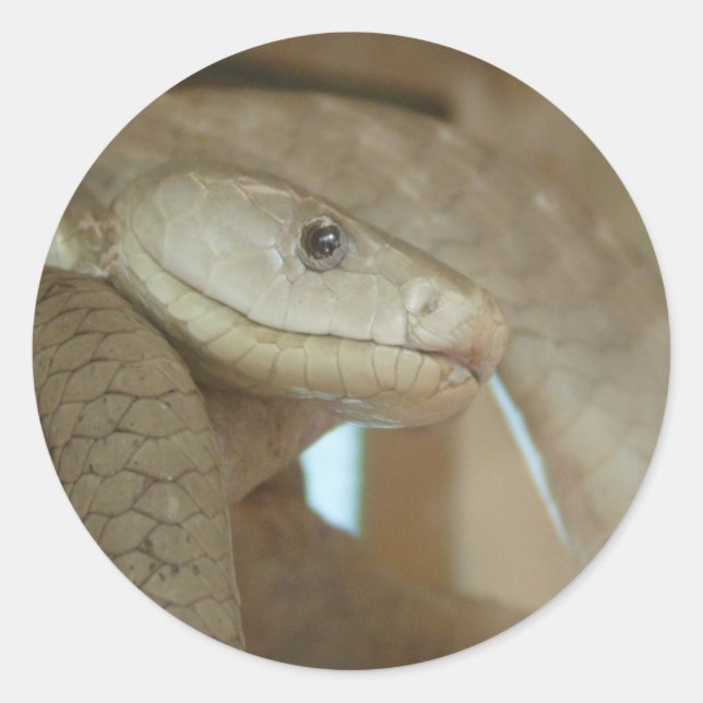 Dangerous Snake On The Tree Classic Round Sticker (Front)