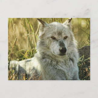 Dangerously Calm Postcard