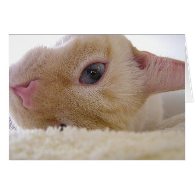 Daniel (Devant horizontal)