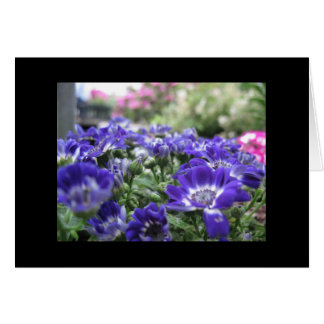 Dans la violette…