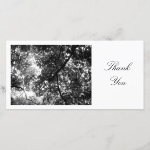 Dans les arbres - Merci