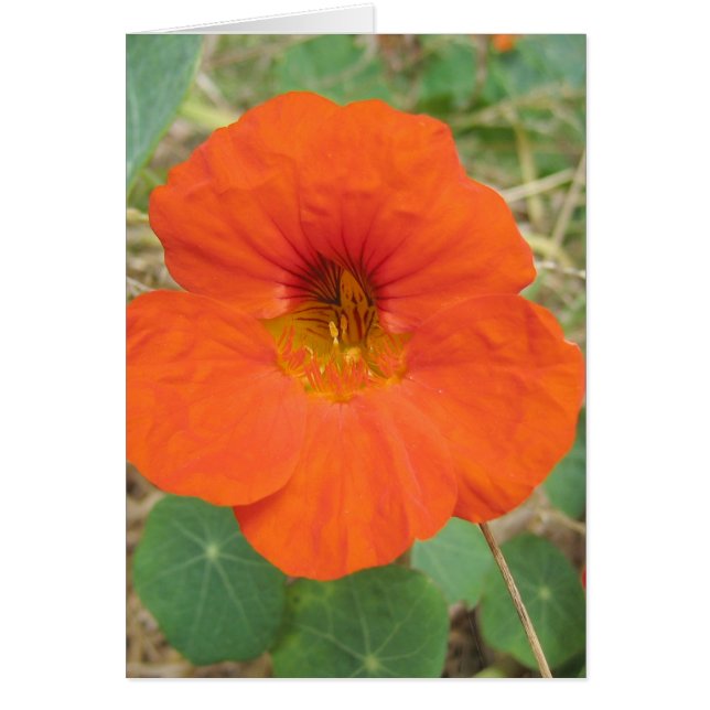 Dans les domaines de Flander (Devant)