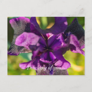 Dans Un Iris Penser À Votre Carte Postale