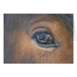 dans un oeil de chevaux