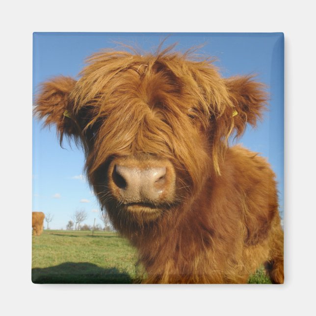 Dans votre aimant de vache faciale (Devant)