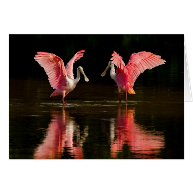 Danse d'accouplement Roseate Spoonbill (Devant horizontal)