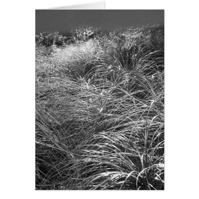 Danse de Sun (Devant)