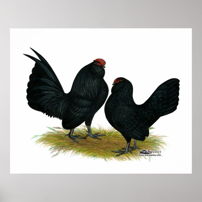 D'Anvers Black Bantams Poster (Front)