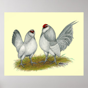 D'Anvers Self Blue Bantams Poster