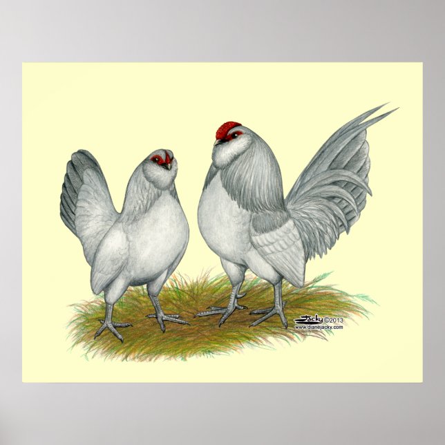 D'Anvers Self Blue Bantams Poster (Front)