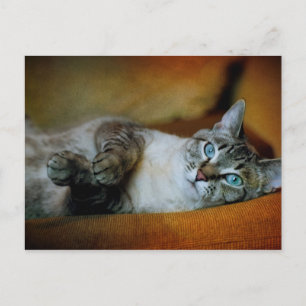 Daphne Postcard