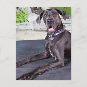 Daphne Postcard