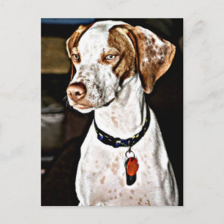 Dapper Dog Postcard