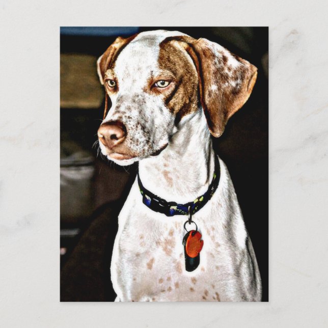 Dapper Dog Postcard (Front)
