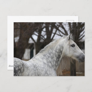 Dapple Grey Andalucian Stallion Headshot Postcard