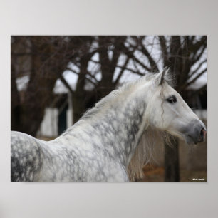 Dapple Grey Andalucian Stallion Headshot Poster