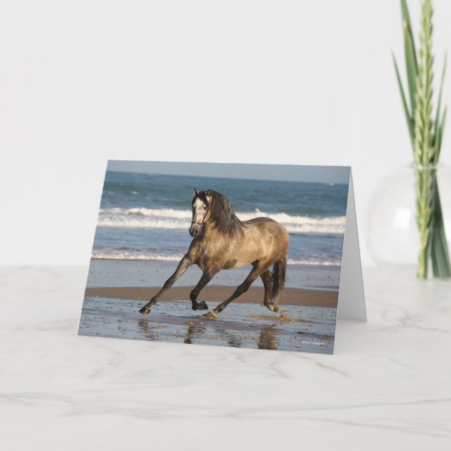 Dapple Grey Andalucian Stallion On Beach Card (Front)