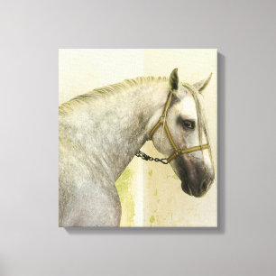 Dapple Grey Andalusian Horse Canvas Print