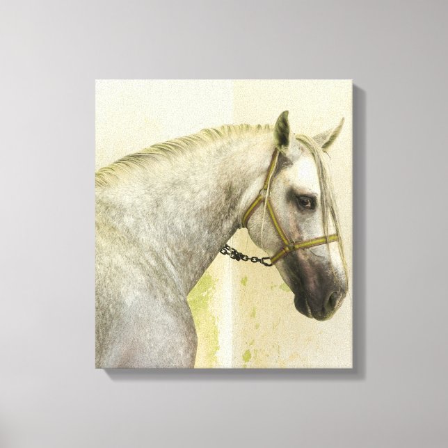 Dapple Grey Andalusian Horse Canvas Print (Front)