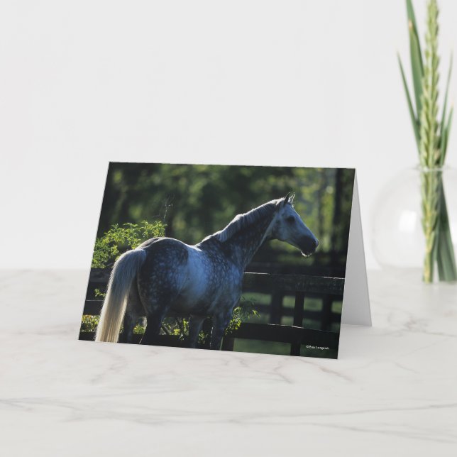 Dapple Grey Hanoverian Stallion Standing Card (Front)