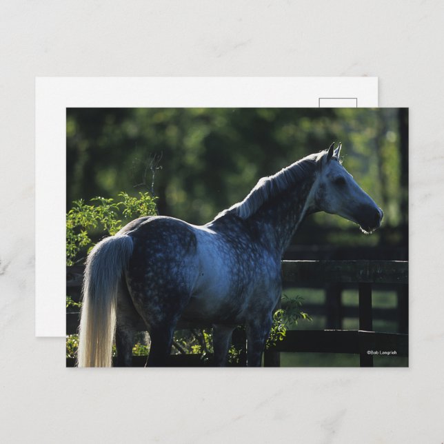 Dapple Grey Hanoverian Stallion Standing Postcard (Front/Back)