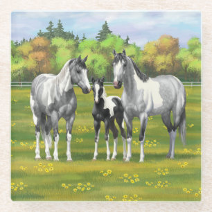 Dapple Grey Pinto Paint Horses In Summer Pasture Glass Coaster