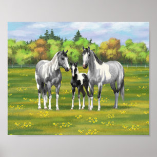 Dapple Grey Pinto Paint Horses In Summer Pasture Poster