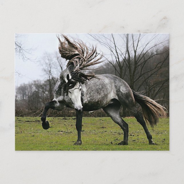 Dapple Grey Postcard (Front)