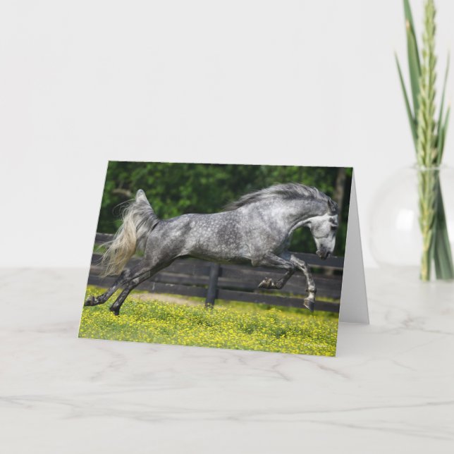 Dapple Grey Rocky Mountain Horse Leaping Card (Front)