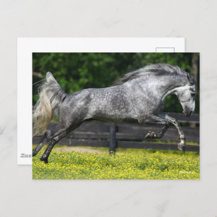 Dapple Grey Rocky Mountain Horse Leaping Postcard
