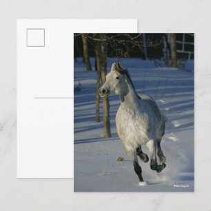 Dapple Grey Trakehner Running in the Snow Postcard