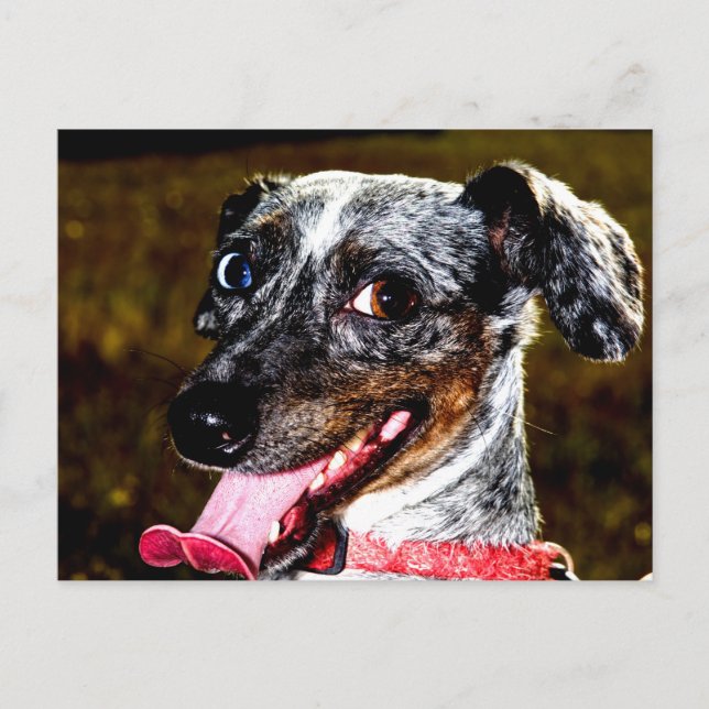 Dapple/Piebald Dachshund Postcard (Front)