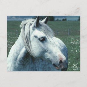 Dappled Grey in Flowered Pasture Postcard