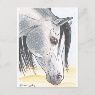 DappledAarabian Mare Postcard