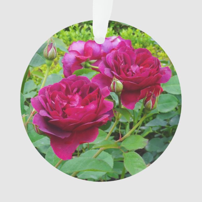 Darcey Bussell Rose #2 Ornament (Front)