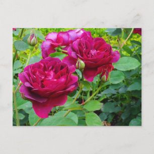 Darcey Bussell Rose #2 Postcard