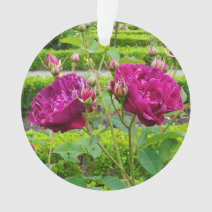 Darcey Bussell Rose #3 Ornament