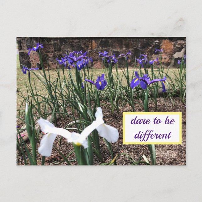 Dare to be Different Irises Postcard (Front)