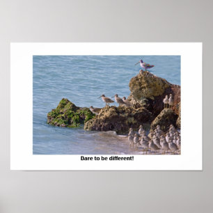 Dare to Be Different Poster or Print