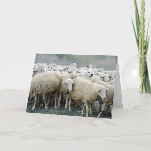 Dare to be different! Sheepdog Saying ... Card (Front)