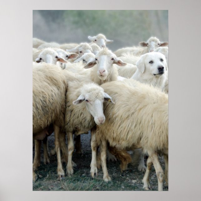 Dare to be different! Sheepdog Saying ... Poster (Front)