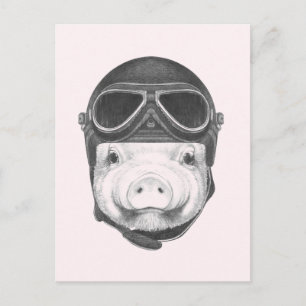 Daredevil Pig Postcard