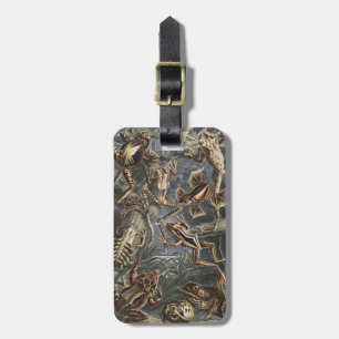 Dark Academia Haeckel Vintage Frog Nature Print Luggage Tag