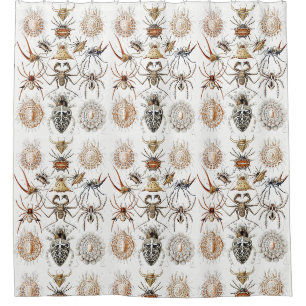 Dark Academia Haeckel Vintage Spider Symmetry Art