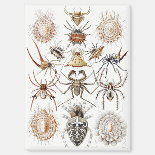 Dark Academia Haeckel Vintage Spider Symmetry Art Magnet