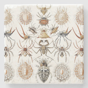 Dark Academia Haeckel Vintage Spider Symmetry Art Stone Coaster